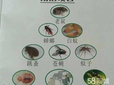 寶應蟲害防治 專業(yè)滅鼠、滅蟑螂及除四害服務助力健康生活