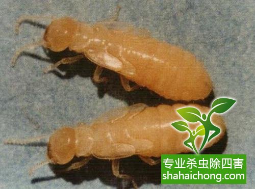 深圳白蟻防治公司:白蟻防治方案